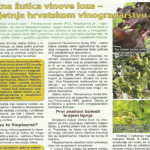 Zlatna žutica vinove loze – prijetnja hrvatskom vinogradarstvu