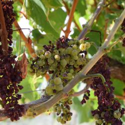 Simptomi nekroza na bobicama grozda i potpuno sušenje grozdova tipicno za esku. Autor: Kristina Diklic 