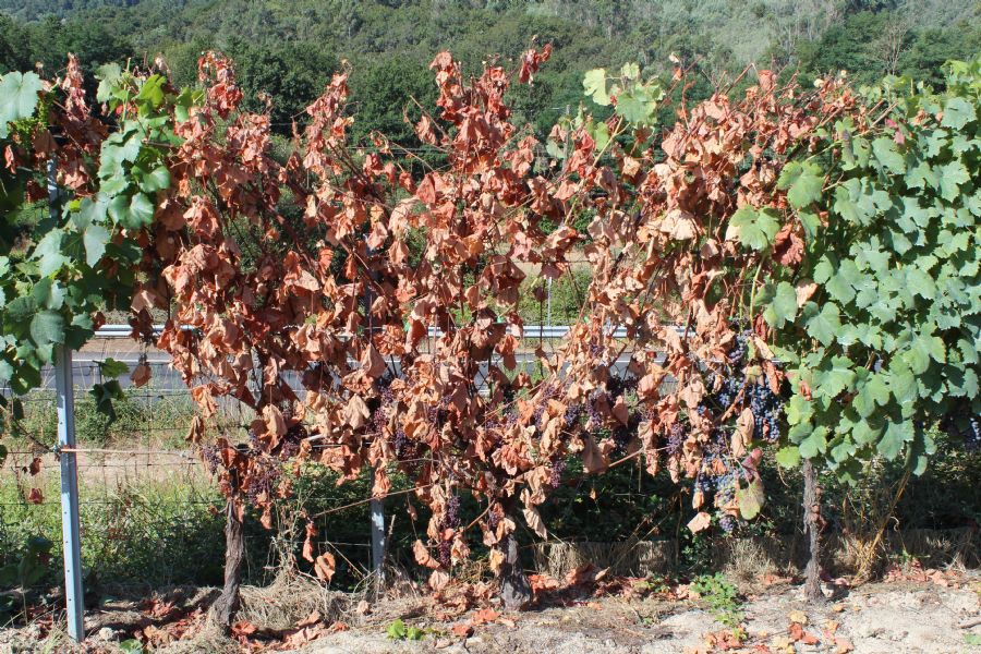 Enfermedades de la Madera de la Vid