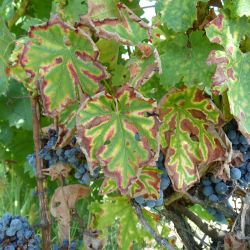 Cahier pratique comment lutter contre les maladies du bois de la vigne?