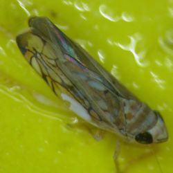 Scaphoideus titanus, vecteur de la Flavescence Dore