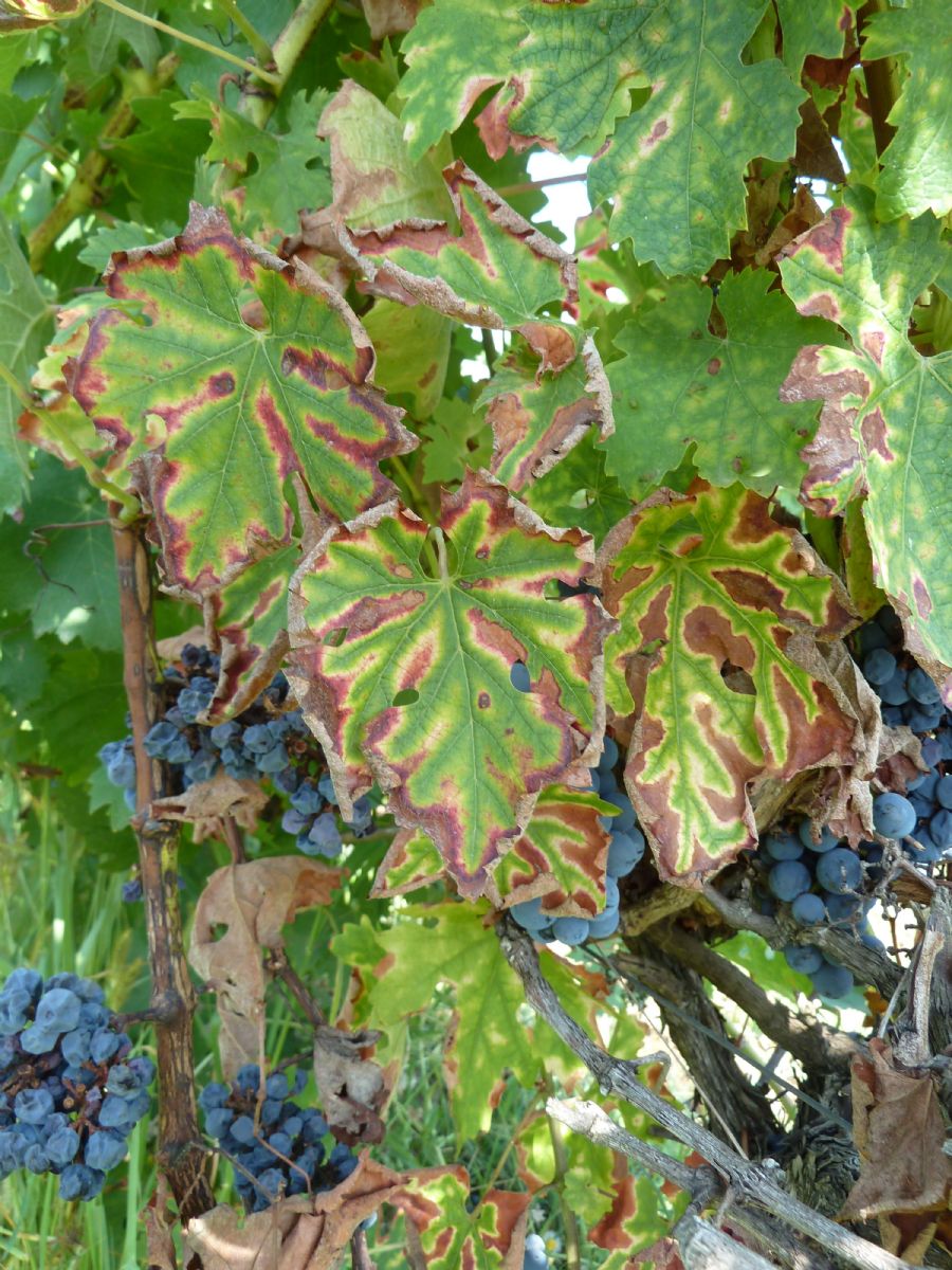 Maladies du bois de la vigne