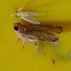 Odrasli oblik američkog cvrčka na utoj ljepljivoj ploči (autor slike Kristina Diklić)