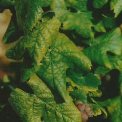 ućenje listova i propadanje grozdova - simptomi utice vinove loze uzrokovane fitoplazmama na sorti Chardonnay (autor B.Kozina)