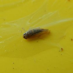 Az amerikai szolokabca (Scaphoideus titanus) s a Phlogotettix cyclops nevu kabcafaj megklnbztetse