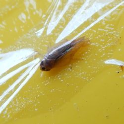Az amerikai szolokabca (Scaphoideus titanus) s a Phlogotettix cyclops nevu kabcafaj megklnbztetse