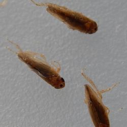 Az amerikai szolokabca (Scaphoideus titanus) s a Phlogotettix cyclops nevu kabcafaj megklnbztetse