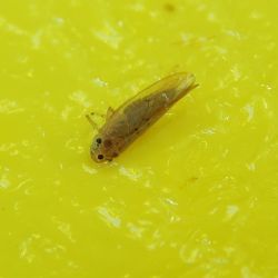 Az amerikai szolokabca (Scaphoideus titanus) s a Phlogotettix cyclops nevu kabcafaj megklnbztetse