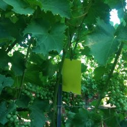 Yellow sticky traps - Scaphoideus titanus montoring