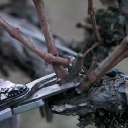 Double pruning method - final pruning is showed (photo credit - Jordan Vineyard and Winery)