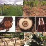 Fungal trunk pathogens in the grapevine propagation process-potential inoculum sources, detection, identification, management (GTD)