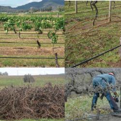 Botryosphaeria dieback - identification and management 