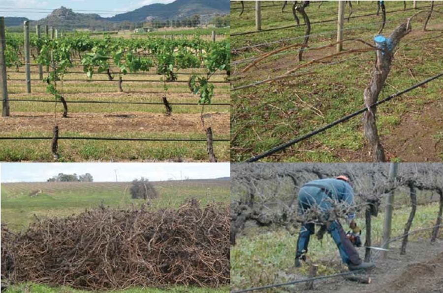 Botryosphaeria dieback - identification and management 