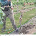 Botryosphaeria dieback in grapevine nurseries (GTD)
