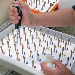 Inoculating single-node cuttings in polystyrene boards floating on tap water in tubs