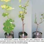 A rapid method of screening grapevine cultivars for susceptibility to eutypa dieback (GTD)