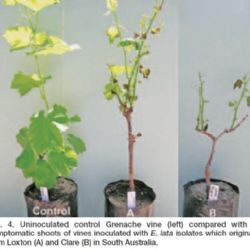 A rapid method of screening grapevine cultivars for susceptibility to eutypa dieback