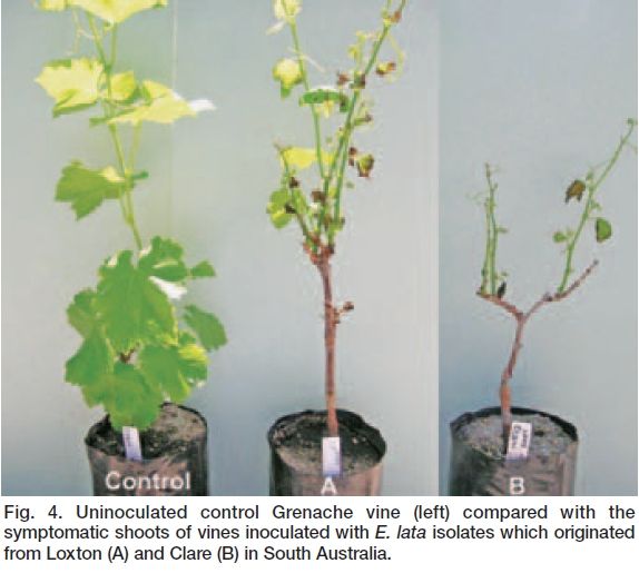 A rapid method of screening grapevine cultivars for susceptibility to eutypa dieback
