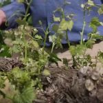 Managing Eutypa Dieback - Introduction and Identification, video 1 of 10 (GTD)