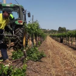 Managing Eutypa Dieback - Reworking - Remedial Surgery and Vineyard Hygiene, video 5 of 10 (GTD)