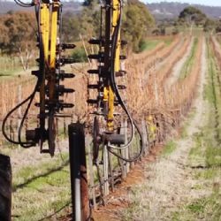 Managing Eutypa Dieback Preventing Infection - Pruning Measures, video 8 of 10 (GTD)