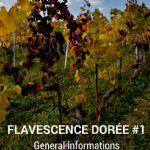 Video Clip - Flavescence Dorée #1 - General informations