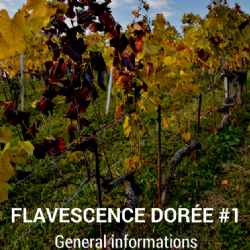 Video Clip - Flavescence Dore #1 - General informations