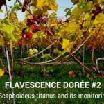 Video Clip - Flavescence Dorée #2 - Scaphoideus titanus and its monitoring