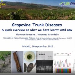 Predavanje: Pregled aktualnih spoznaja na temu bolesti drva vinove loze