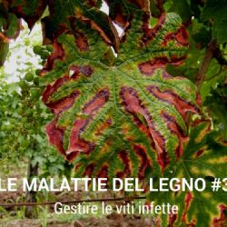 Video Clip - Malattie del Legno della Vite #3  Gestire le viti infette