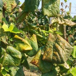 Zlatna �utica vinove loze - Flavescence dor�e