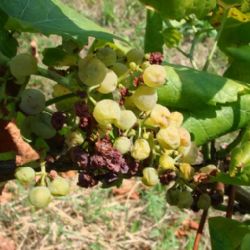 Zlatna �utica vinove loze - Flavescence dor�e