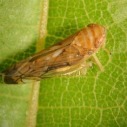 Zlatna �utica vinove loze - Flavescence dor�e