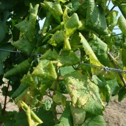 Zlatna �utica vinove loze - Flavescence dor�e