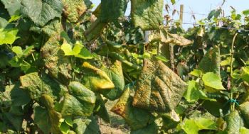 Zlatna žutica vinove loze - Flavescence dorée