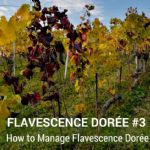Flavescence Dorée #3 – Wie bekämpft man die FD