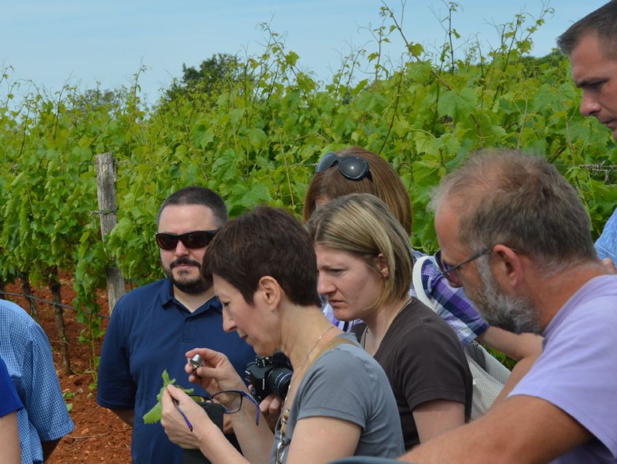 Terenski dio radionice - determinacija americkog cvrcka