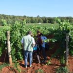 Video isjecak: Francuski poljoprivredni stru&#269;njaci u posjeti istarskim vinogradarima