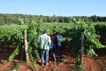 Video isjecak: Francuski poljoprivredni stru&#269;njaci u posjeti istarskim vinogradarima