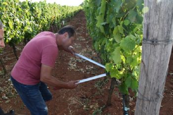 Uz zlatnu žuticu, vinogradima i maslinama prijete i druge pošasti