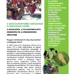 A szőlő aranysznű srgasga (Flavescence dore)