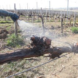 Trichoderma fajok alkalmazsa a szőlő tőkebetegsgek (Grapevine Trunk Diseases, GTDs) elleni vdekezsben Eurpban