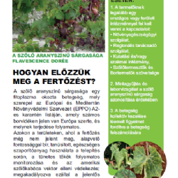 A szőlő aranysznű srgasga (Flavescence dore)