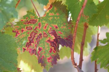 Koju bolest drva vinogradari slabo prepoznaju