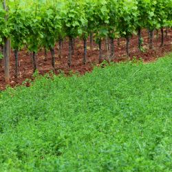 Zatravljivanje djetelinskim vrstama moe utjecati na distribuciju licinki americkog cvrcka unutar vinograda, a prilikom provodenja pracenja licinki preporuka je provijeriti distribuciju americkog cvrcka i na navedenim vrstama (autor K. Grozic, 2016)