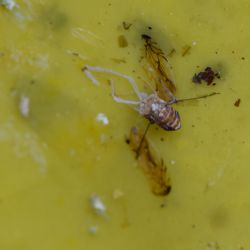 Americki cvrcak, dio tijela imaga na žutoj ljeplljivoj ploci (autor - Kristina Grozic, 2017)