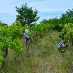 Pregled vinograda na zastupljenost populacije americkog cvrcka (K. Grozic, 2017) (Monitoring for S. titanus)