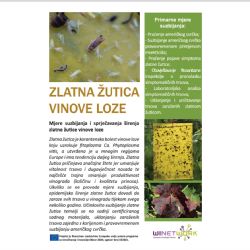 Mjere suzbijanja i sprječavanja irenja zlatne utice vinove loze