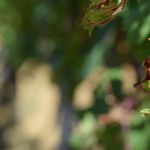 Simptomi bolesti drva vinove loze