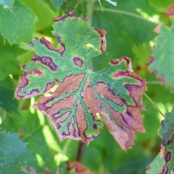 Botriosferijsko suenje na sorti Cabernet franc (K. Grozic, 2017)